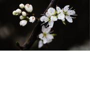 lose-up van witte bloesem op een tak, scherp in beeld tegen een donkere, onscherpe achtergrond.