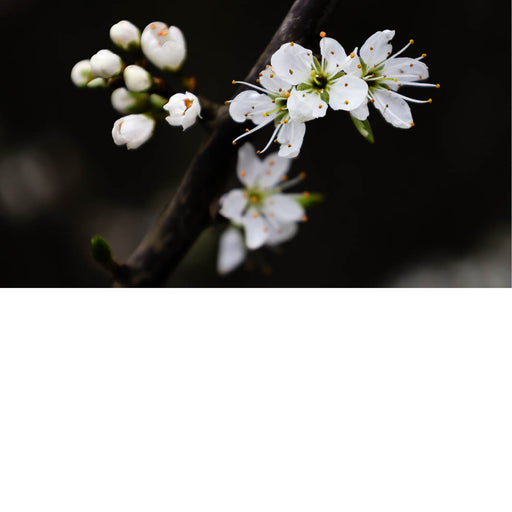 lose-up van witte bloesem op een tak, scherp in beeld tegen een donkere, onscherpe achtergrond.