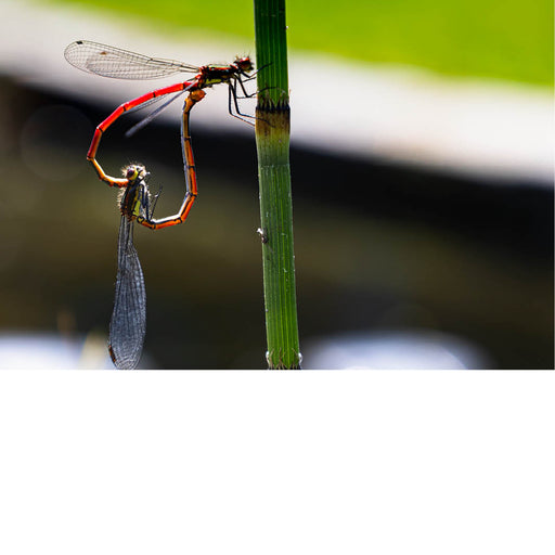 Close-up van twee libellen in paringshouding op een groene stengel, met zachte achtergrond.