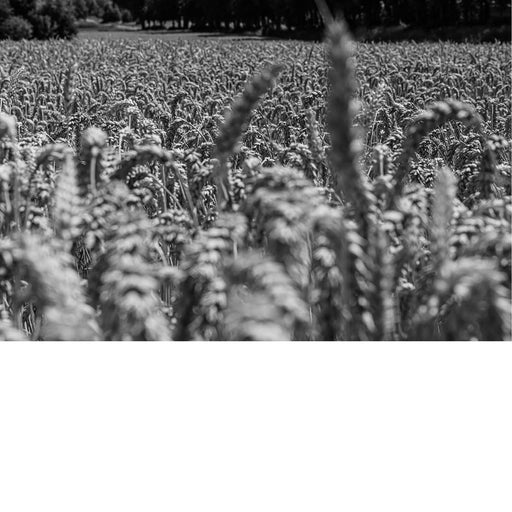 Zwart-witfoto van een groot tarweveld met onscherpe voorgrond en bomen op de achtergrond.