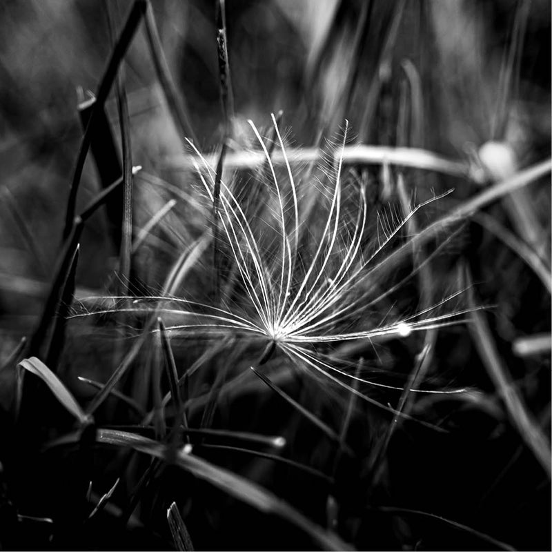 Close-up van een paardenbloemzaad tussen gras, artistiek vastgelegd in zwart-wit.