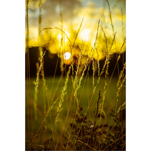 Close-up van grasstengels in warme zonsondergang, met zachte bokeh-achtergrond.