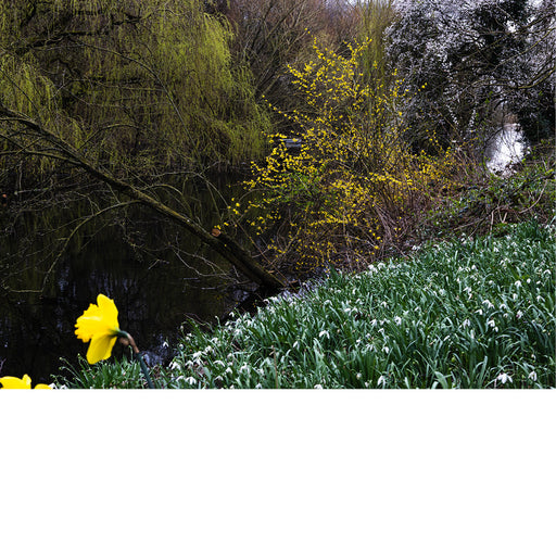 Kleurrijke foto van een rivier omringd door bloeiende struiken, gele bloemen en groene vegetatie.