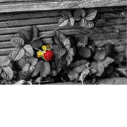 Artistieke foto van een rode aardbei tussen bladeren en houten planken, met selective color techniek.