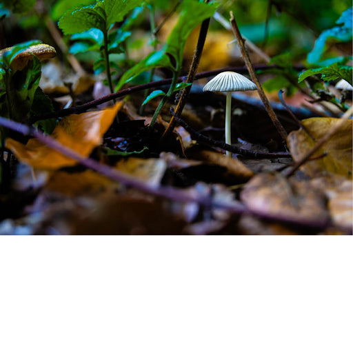Close-up van een witte paddenstoel in een bos, omringd door bladeren en takken.