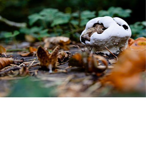 Close-up van een grote witte paddenstoel tussen herfstbladeren en takken.