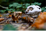 Close-up van een grote witte paddenstoel tussen herfstbladeren en takken.