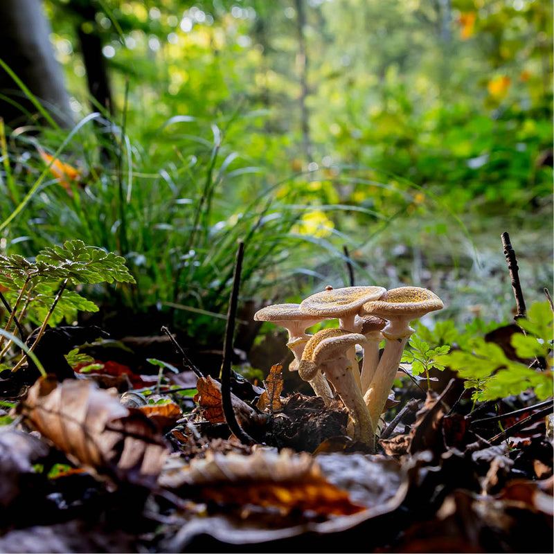 Close-up van een groep paddenstoelen tussen bladeren en gras in een bos.