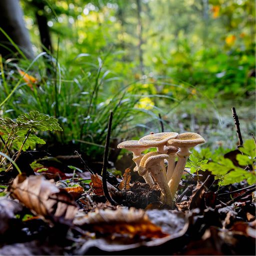 Close-up van een groep paddenstoelen tussen bladeren en gras in een bos.