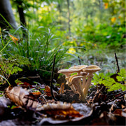 Close-up van een groep paddenstoelen tussen bladeren en gras in een bos.