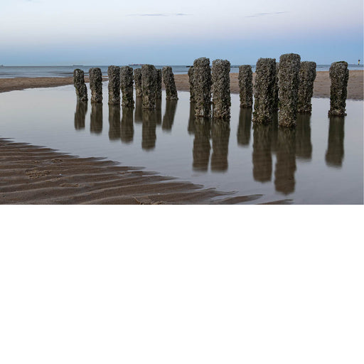 Foto van houten palen bedekt met mosselen en zeewier, weerspiegelend in stilstaand water op het strand.