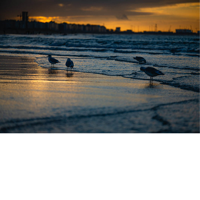Foto van meeuwen op het strand met golven en een warme zonsondergang op de achtergrond.