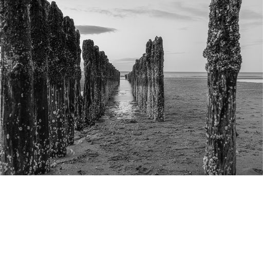 Zwart-witfoto van een rij houten palen die een golfbreker vormen, lopend richting de zee.