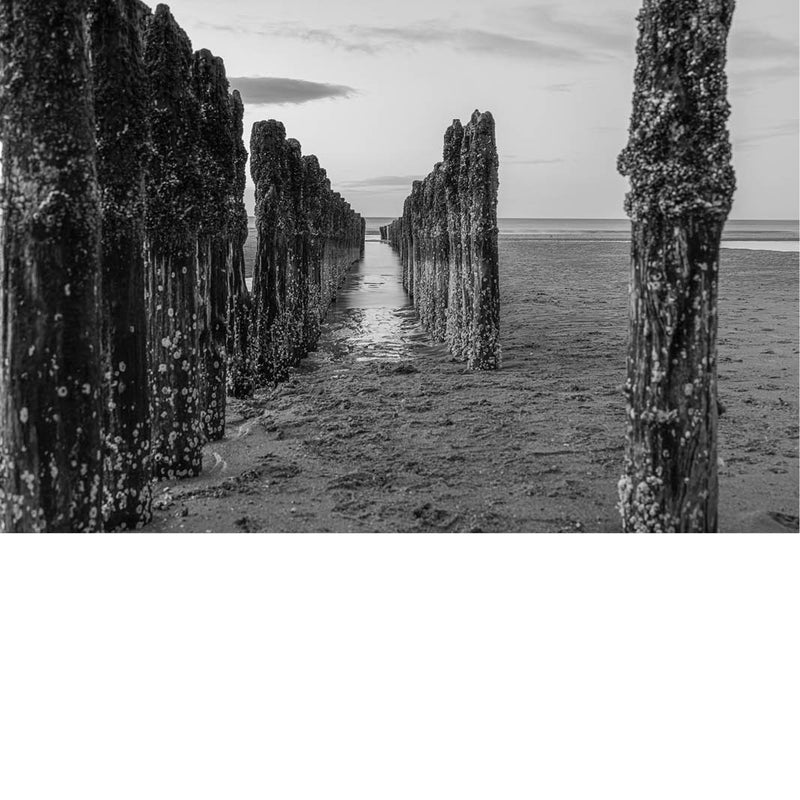 Zwart-witfoto van een rij houten palen die een golfbreker vormen, lopend richting de zee.