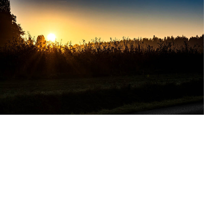 Een warme zonsopgang schijnt door dicht struikgewas terwijl de lage mist een dromerige sfeer creëert. De gouden lichtstralen geven het landschap een serene en magische uitstraling.