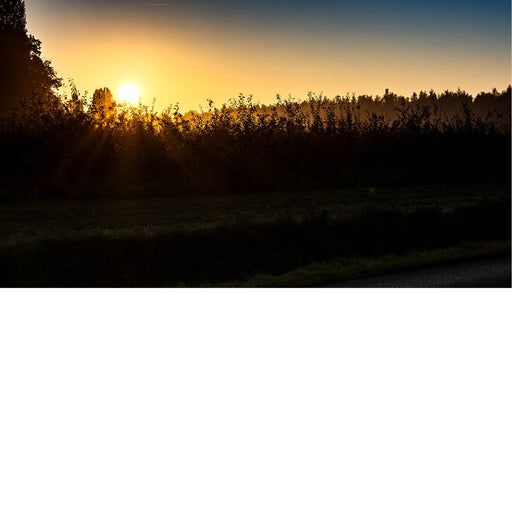 Een warme zonsopgang schijnt door dicht struikgewas terwijl de lage mist een dromerige sfeer creëert. De gouden lichtstralen geven het landschap een serene en magische uitstraling.