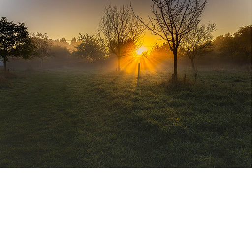 Intense zonnestralen breken door de bomen in een mistige ochtendweide. Het landschap baadt in warme tinten en zachte nevel, wat een krachtige en sfeervolle compositie oplevert.