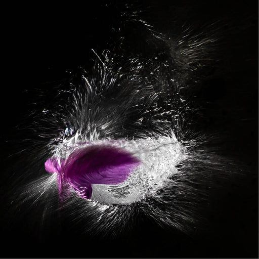 Een explosieve beweging van water en licht vult het kader terwijl een paarse veer op het exacte moment van impact wordt vastgelegd. 