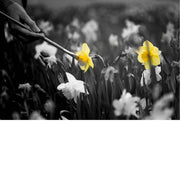 Een veld vol narcissen komt tot leven wanneer één felgele bloem zorgvuldig wordt ‘ingekleurd’ met een penseel, terwijl de rest van de scène in zacht Zwart-Wit blijft. 