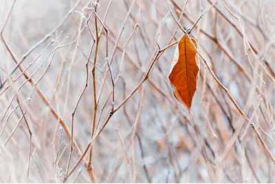Solo Winter, de foto