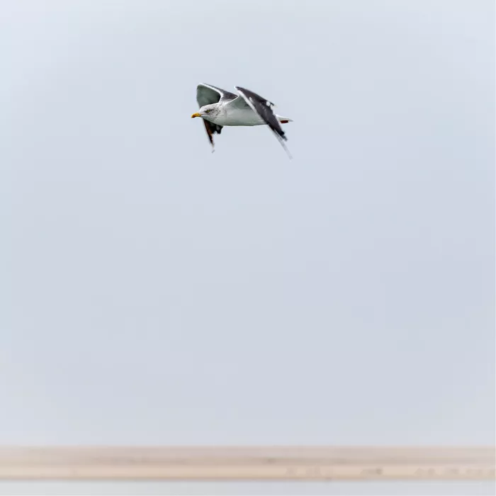 Vliegende meeuw in een lichtblauwe lucht met een smalle zandbank onderaan