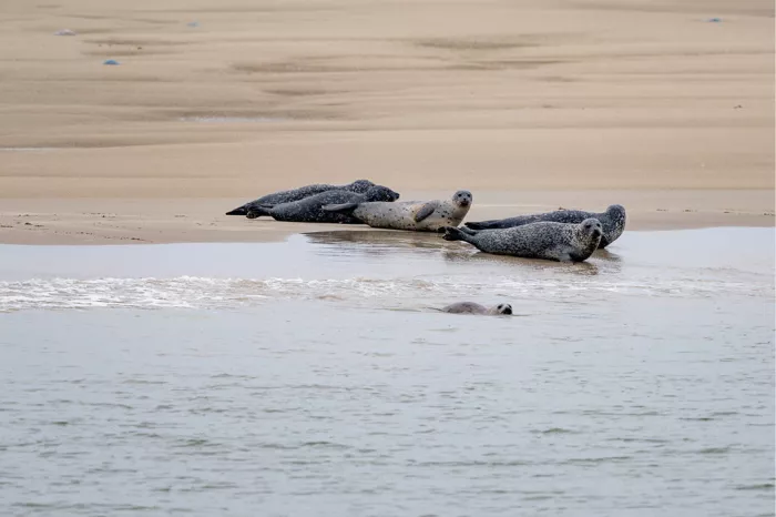 Zeehonden liggen op een zandbank aan de waterlijn, een zeehond zwemt met zijn kop boven water