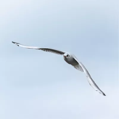 Open Vleugels, de foto