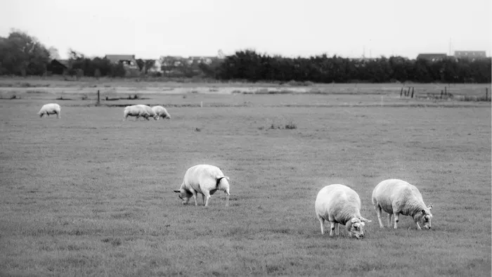 Grazende schapen verspreid over een vlakke weide met een rij bomen aan de horizon
