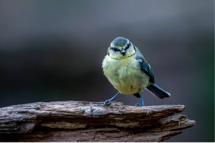 Mees met geelgroene borst zit op een verweerd stuk hout tegen een donkere achtergrond