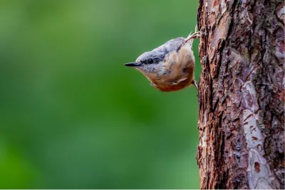 Kopstaand tegen grove schors, de foto