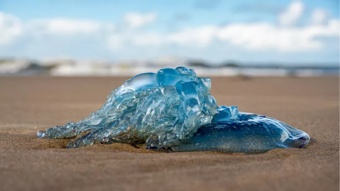 Doorzichtige blauwe kwal ligt op het natte zand met de branding wazig op de achtergrond