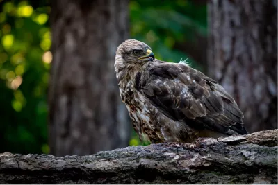 Buizerd in het bos, de foto