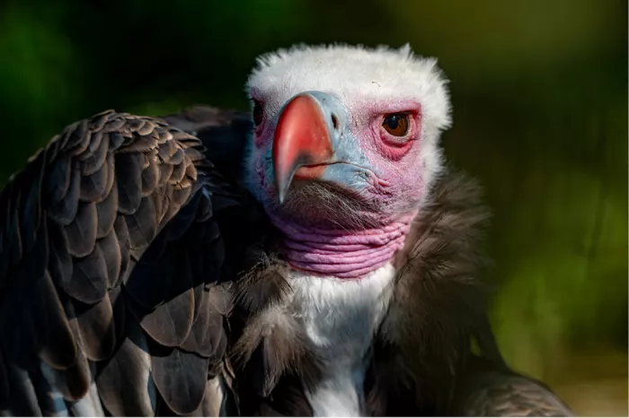 Witkopgier met witte kop, roze hals en rode snavel tegen een donkergroene achtergrond