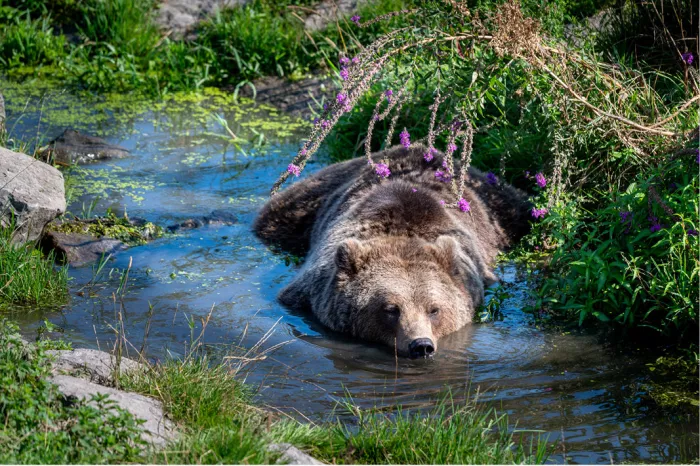 Bruine beer ligt in een ondiepe waterpoel tussen gras en paarse bloemen