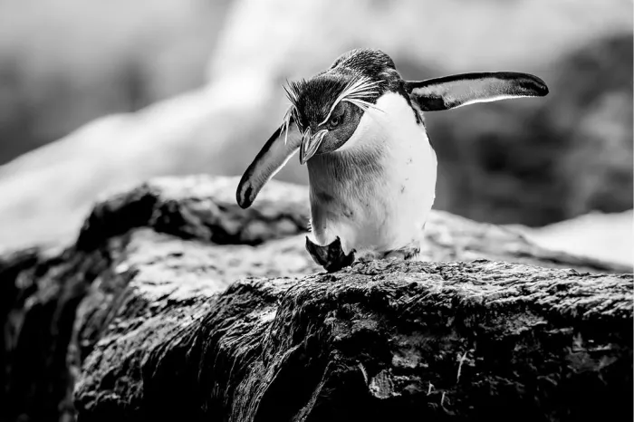 Pinguïn met kuif en open vleugels staat voorovergebogen op de rand van een rots