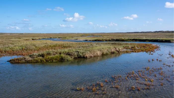Kronkelende kreek met ondiep water tussen begroeide oevers onder een blauwe lucht