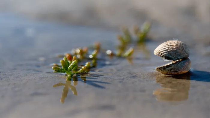 Kokkel rechtop naast jonge zeekraalplantjes in een laagje water op het slik