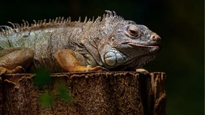 Volwassen leguaan met stekelige rug rust op een houten paal tegen een donkere achtergrond