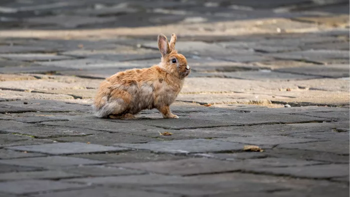 Bruin-wit konijntje met rechtopstaande oren zit op een kasseiweg in warm licht