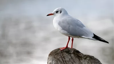 Meeuw op uitzicht, de foto