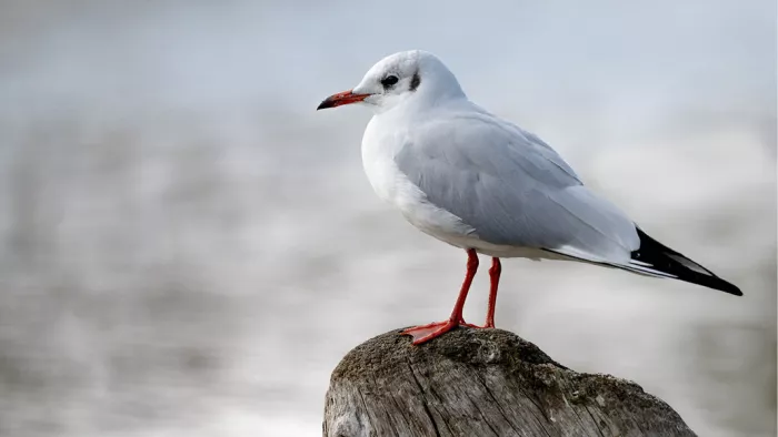 Witte meeuw met rode snavel en rode poten op een verweerde paal tegen een lichte achtergrond