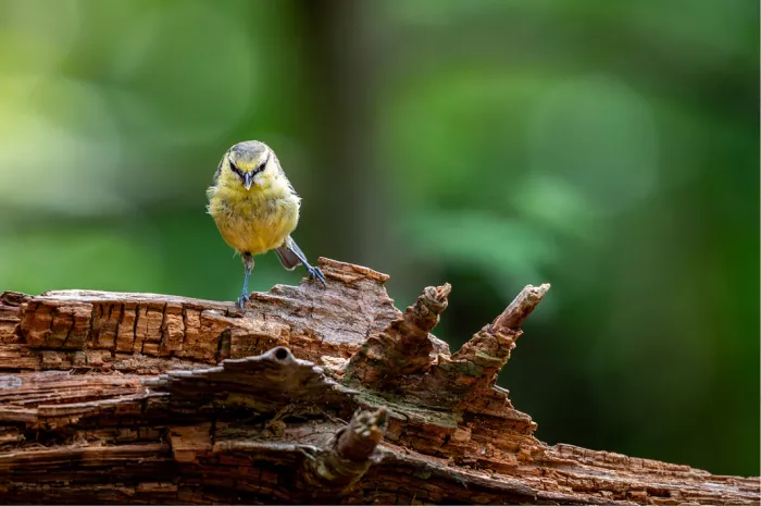 Pimpelmees met gele borst staat op een oude liggende boom tegen een groene achtergrond