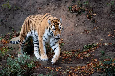Tijger, de foto