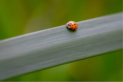 Lieveheersbeestje, de foto