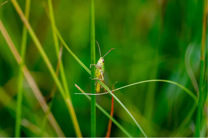 Klein groen sprinkhaantje op een stengel tussen hoge grassprieten