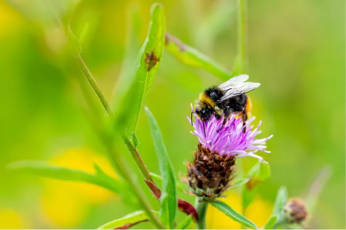 Hommel met zwart-geel gestreept lijf op een paarse distelbloem