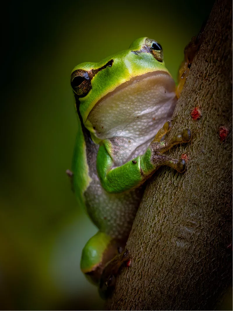 Groene boomkikker klimt langs een ruwe bruine stam tegen een donkere achtergrond