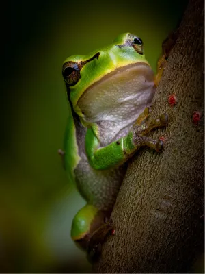 Klimmend langs een ruwe stam, de foto