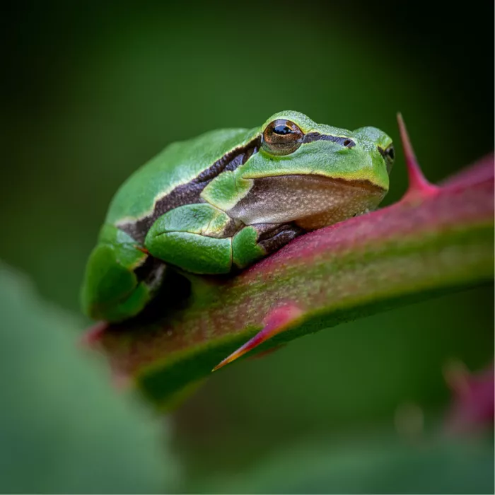 Groene boomkikker op een roodgroene bramentak met doornen tegen een donkergroene achtergrond