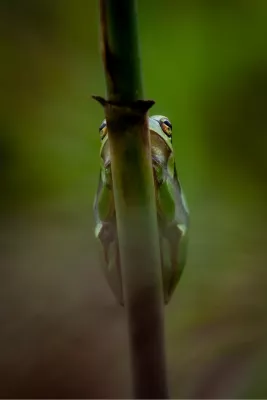 Achter een groene stengel, de foto